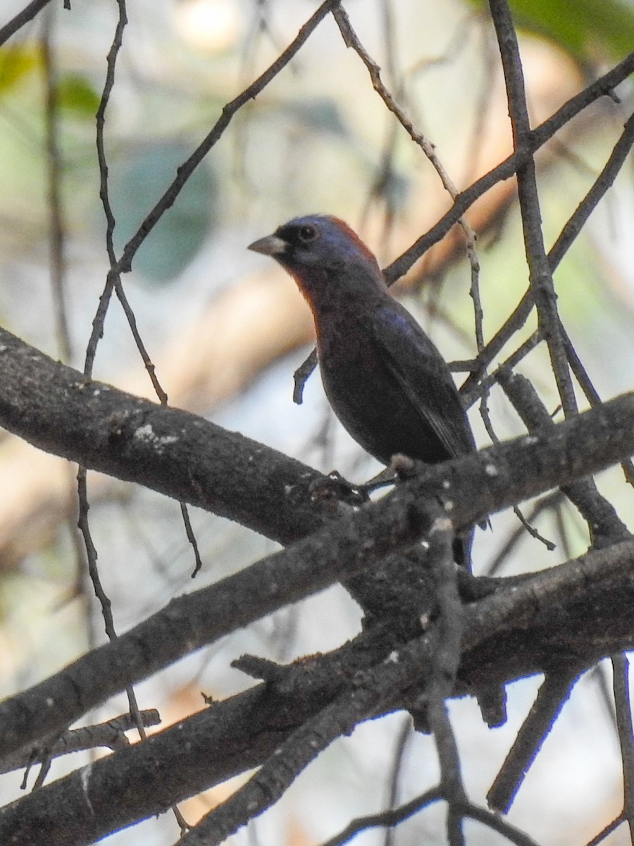 Varied Bunting - Sergio Castañeda Ramos