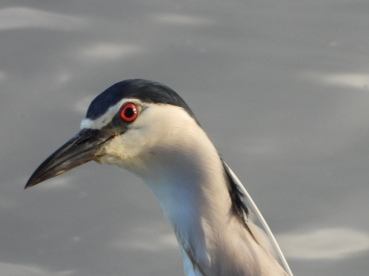 Black-crowned Night Heron - Luis Miguel Pérez Peinado