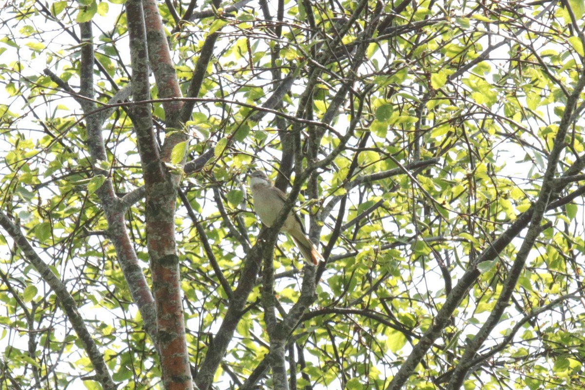 Greater Whitethroat - Jan Roedolf