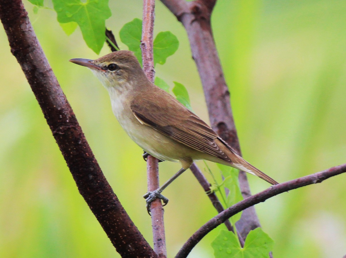 Oriental Reed Warbler - Neoh Hor Kee