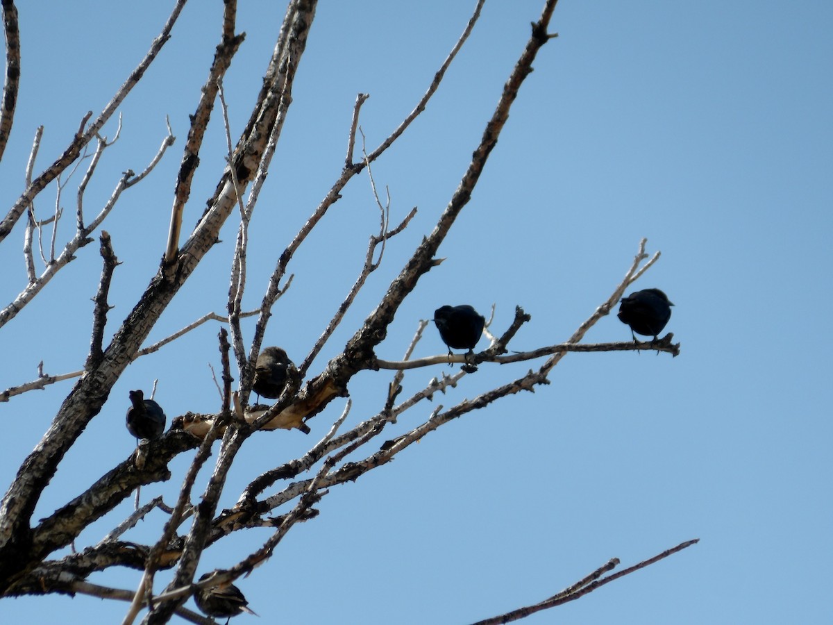 Brown-headed Cowbird - Josh Emms