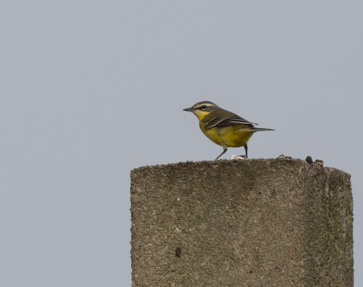 Eastern Yellow Wagtail - jimmy Yao