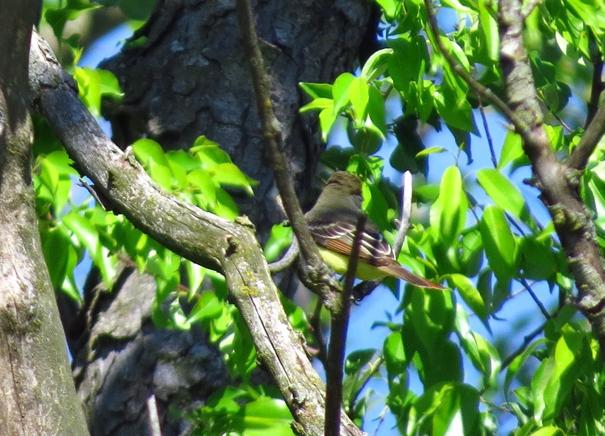 Great Crested Flycatcher - Mayumi Barrack