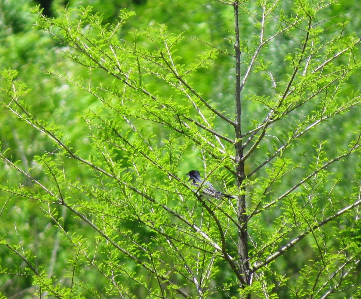 Eastern Kingbird - Mayumi Barrack