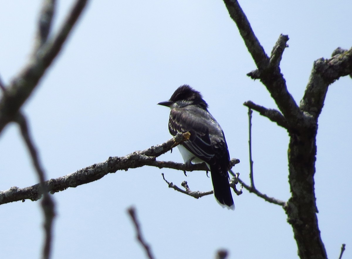 Eastern Kingbird - Mayumi Barrack