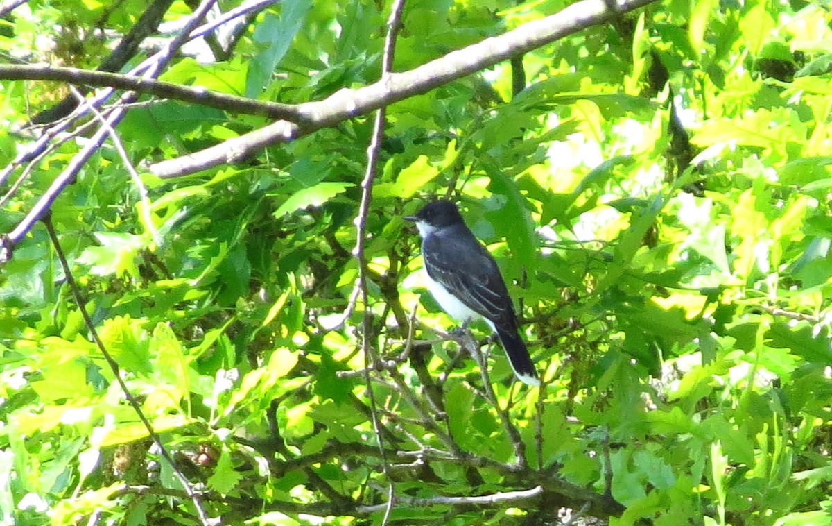 Eastern Kingbird - Mayumi Barrack