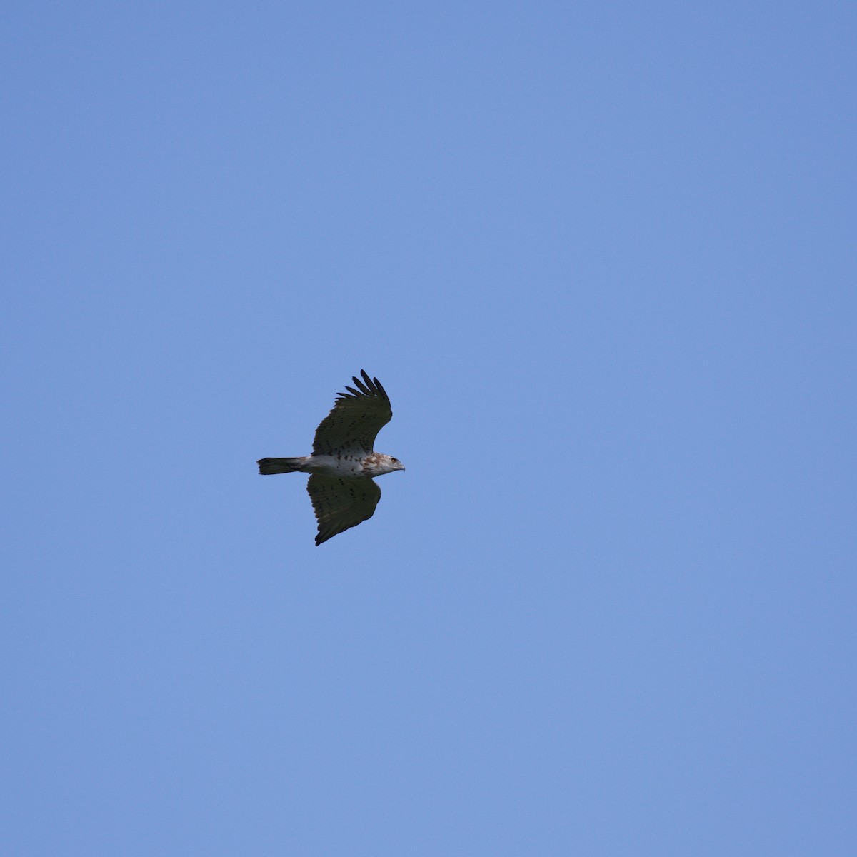 Short-toed Snake-Eagle - YUSUF CANBAZ