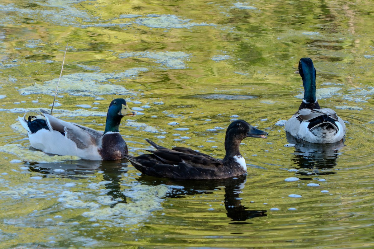 Fehlfarben-Stockente/Hausente - ML618874939