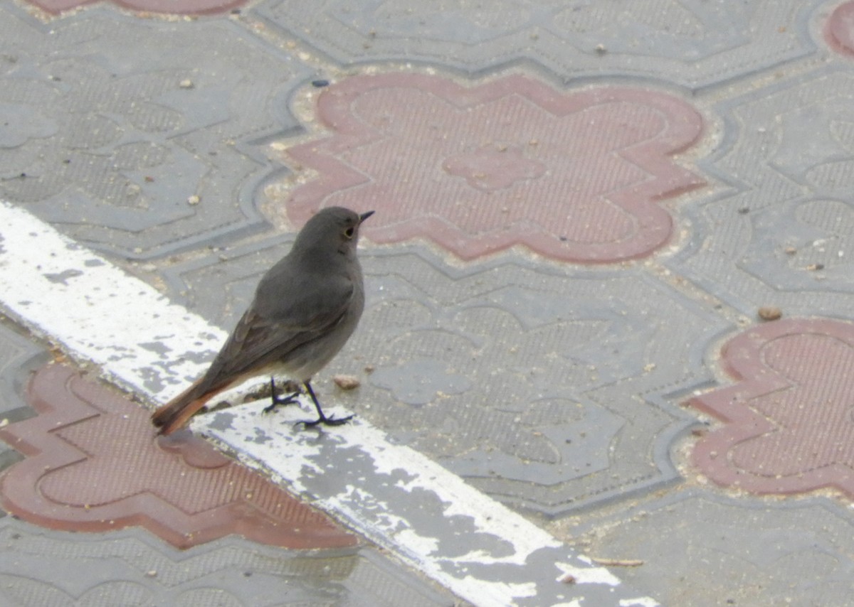 Black Redstart (Western) - Anna Yasko