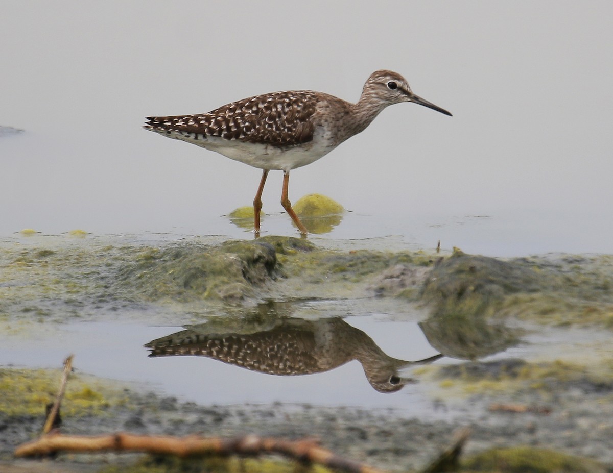 Wood Sandpiper - Neoh Hor Kee