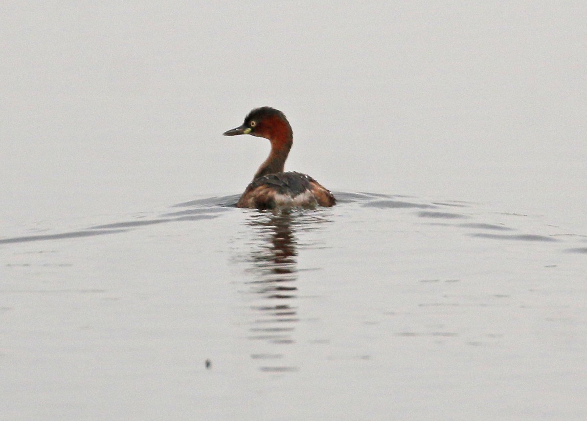 Little Grebe - Neoh Hor Kee