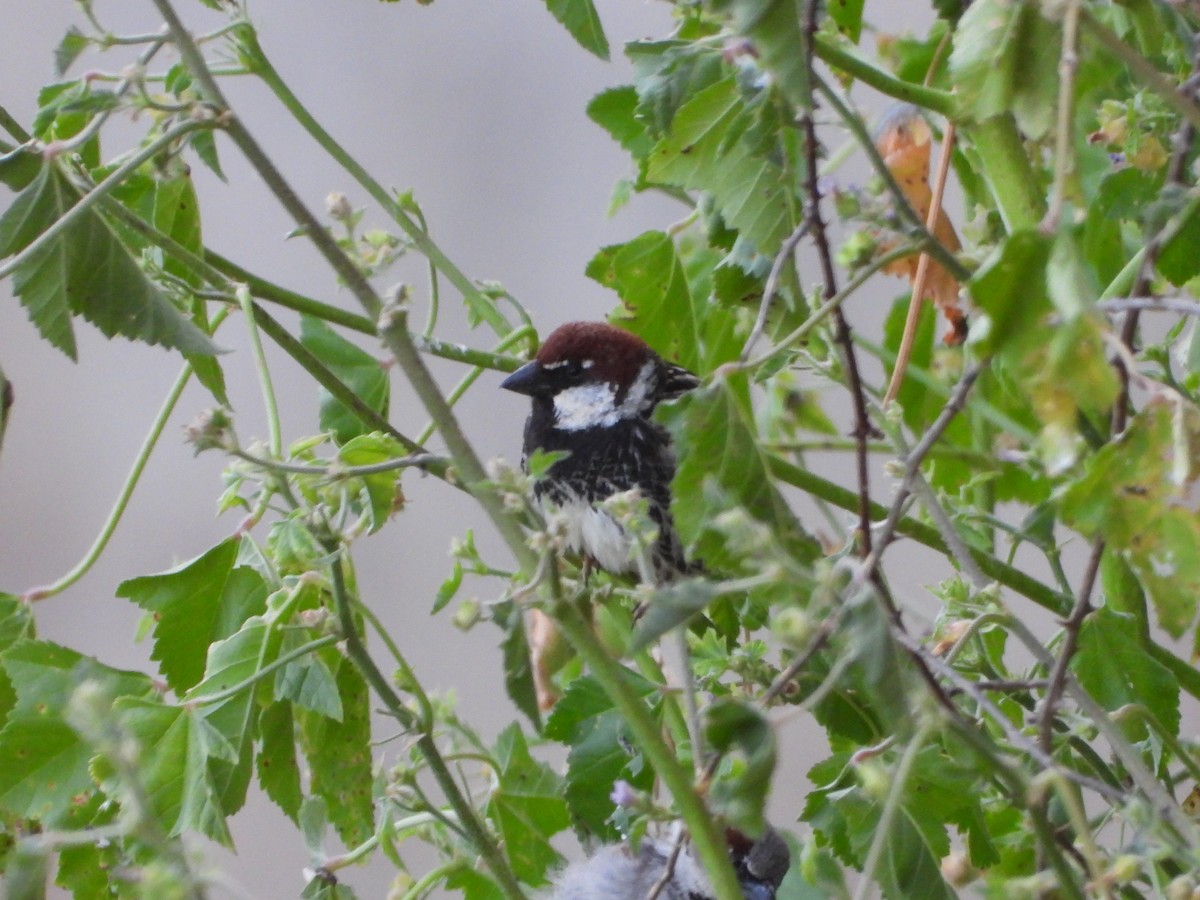 Spanish Sparrow - Luis Miguel Pérez Peinado