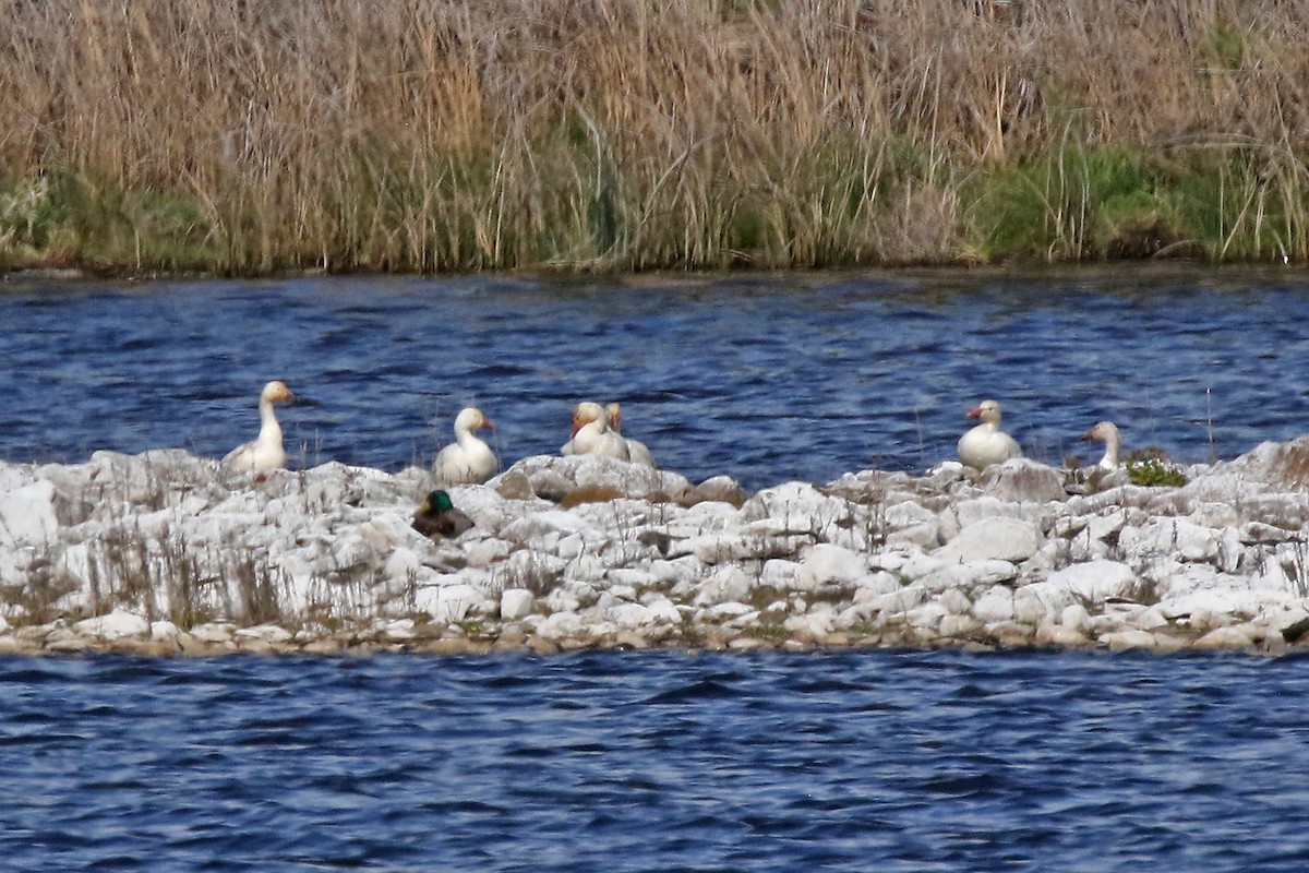 Snow Goose - Marlene Cashen