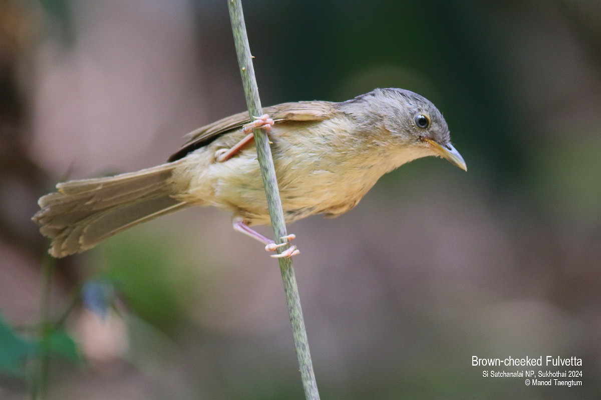 Brown-cheeked Fulvetta - Manod Taengtum