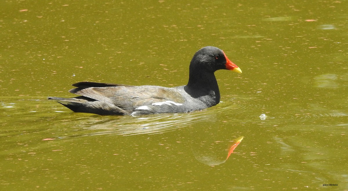 Eurasian Moorhen - Paco Chiclana