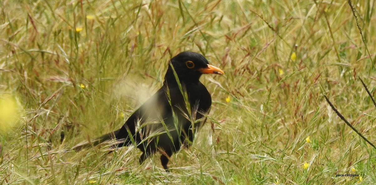 Eurasian Blackbird - Paco Chiclana