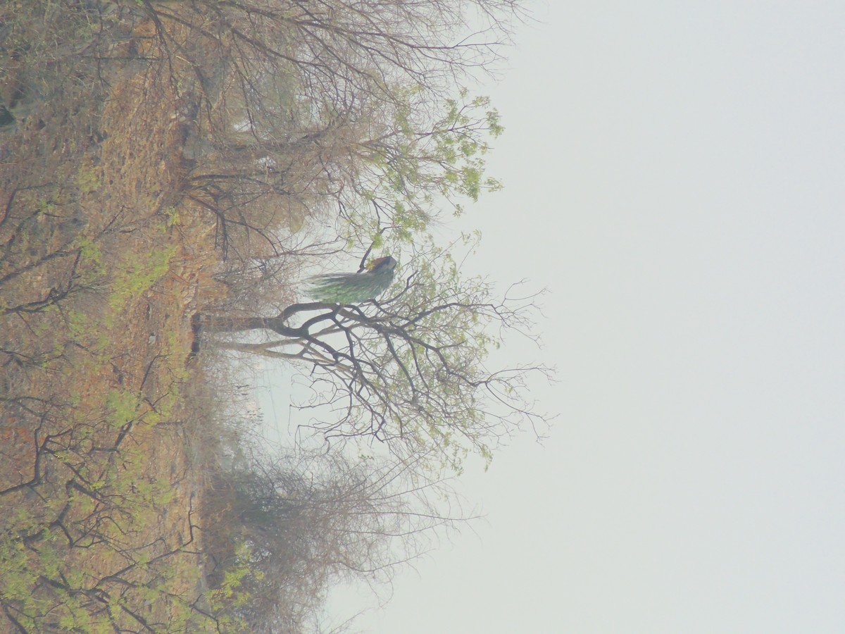 Indian Peafowl - Mayur K. Setty