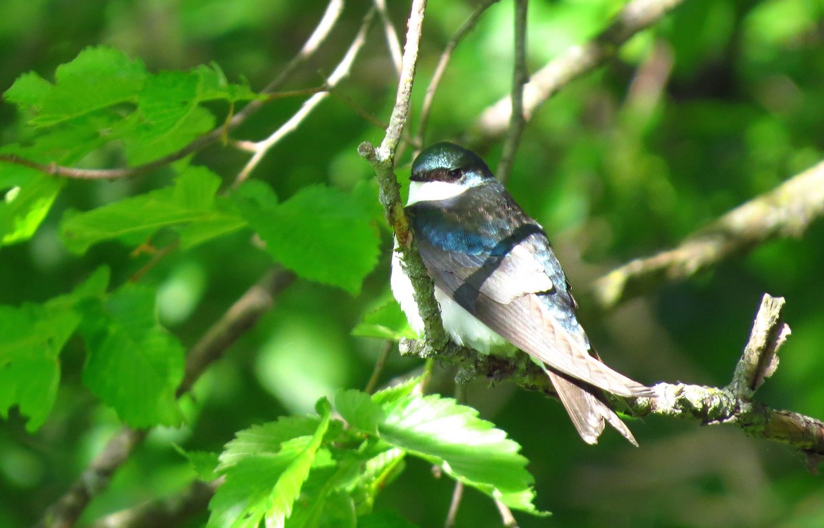 Tree Swallow - Mayumi Barrack