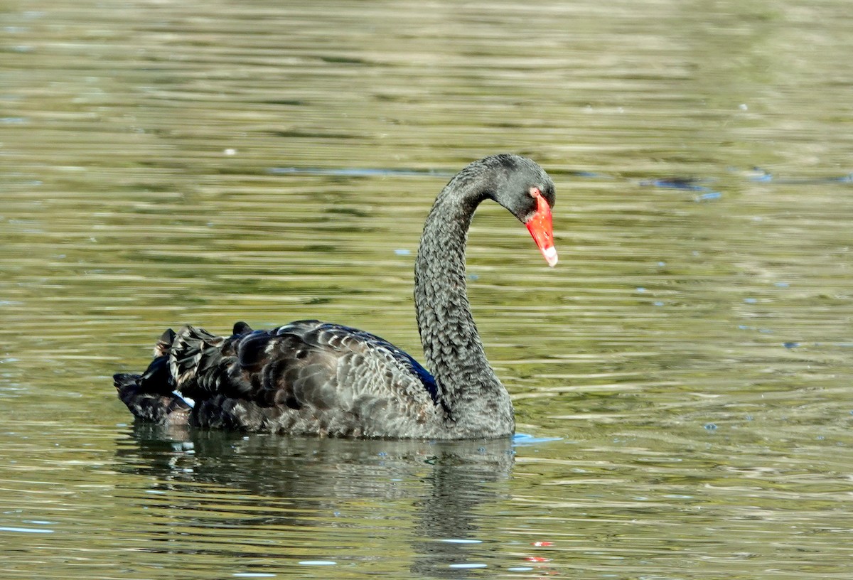 Black Swan - Russell Scott