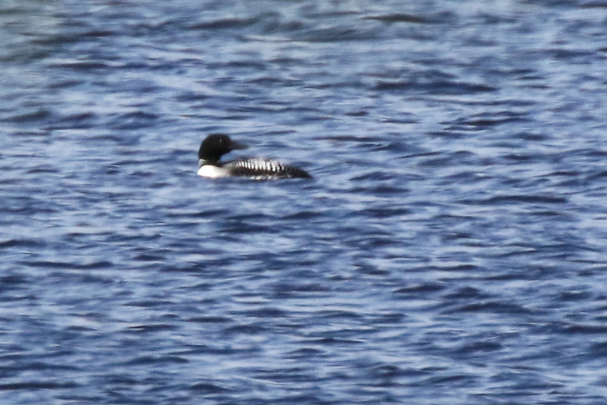 Common Loon - Marlene Cashen