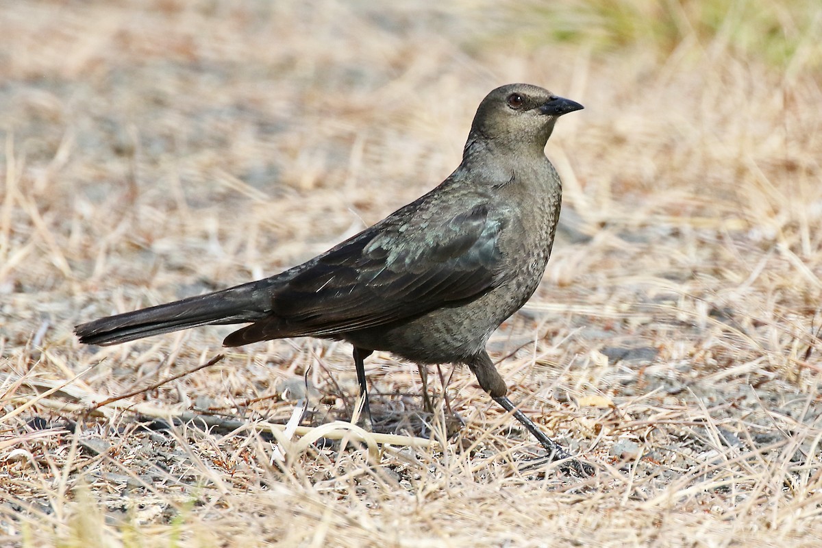 Brewer's Blackbird - Marlene Cashen