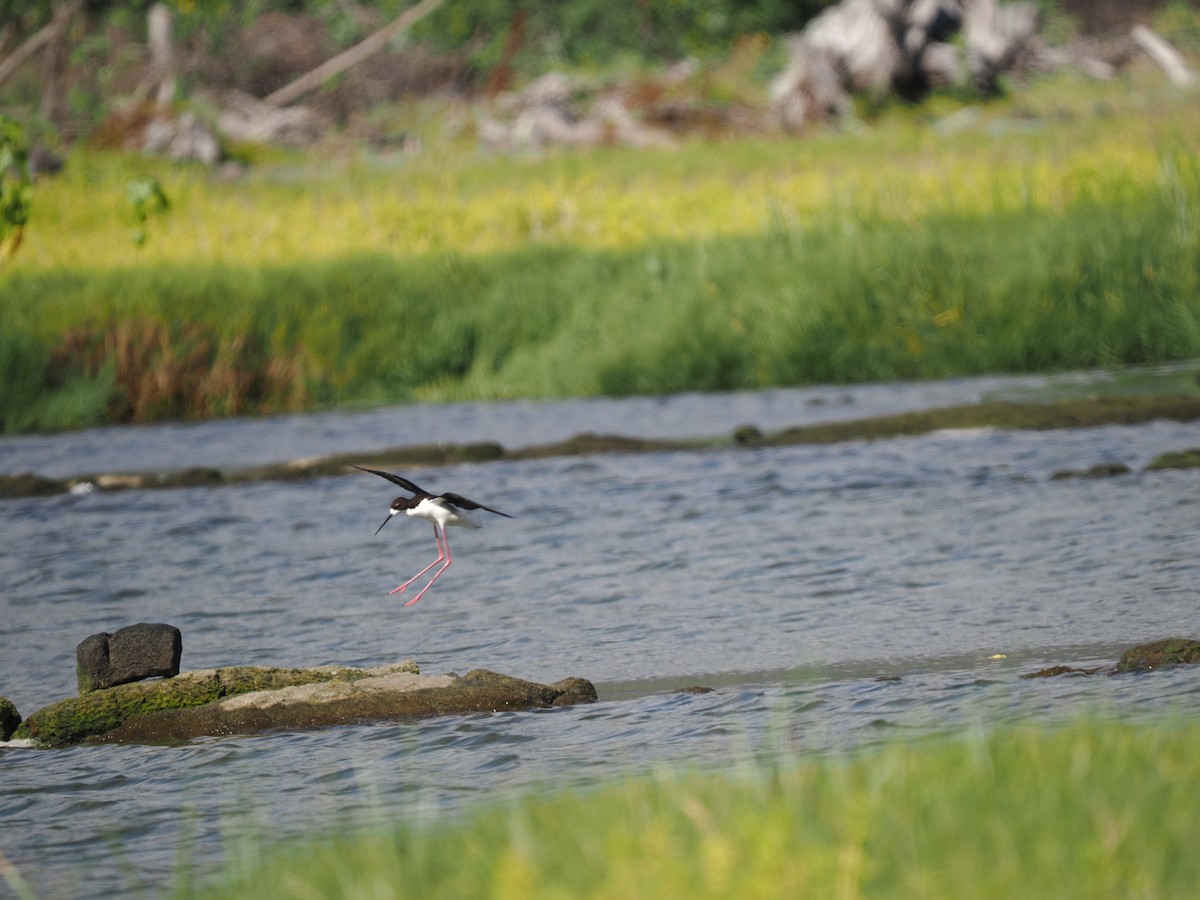 Black-necked Stilt (Hawaiian) - Greg Hartman