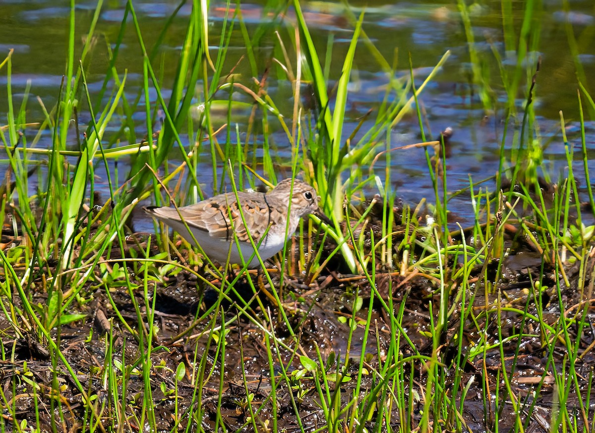 Temminck's Stint - Gordon Hart