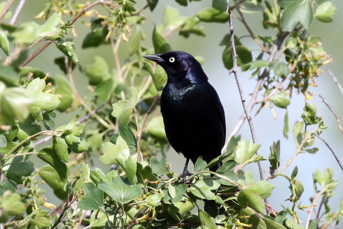 Brewer's Blackbird - ML618875035