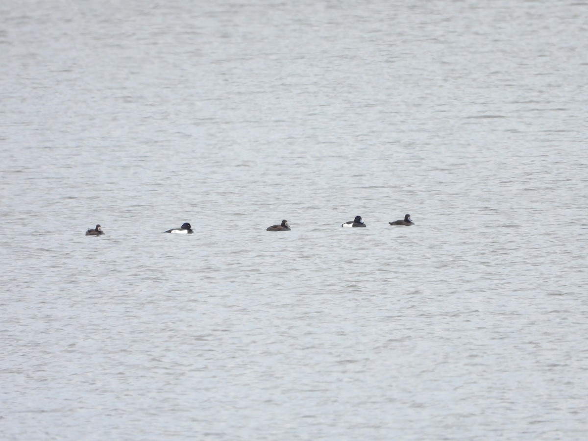 Tufted Duck - Sławomir Karpicki