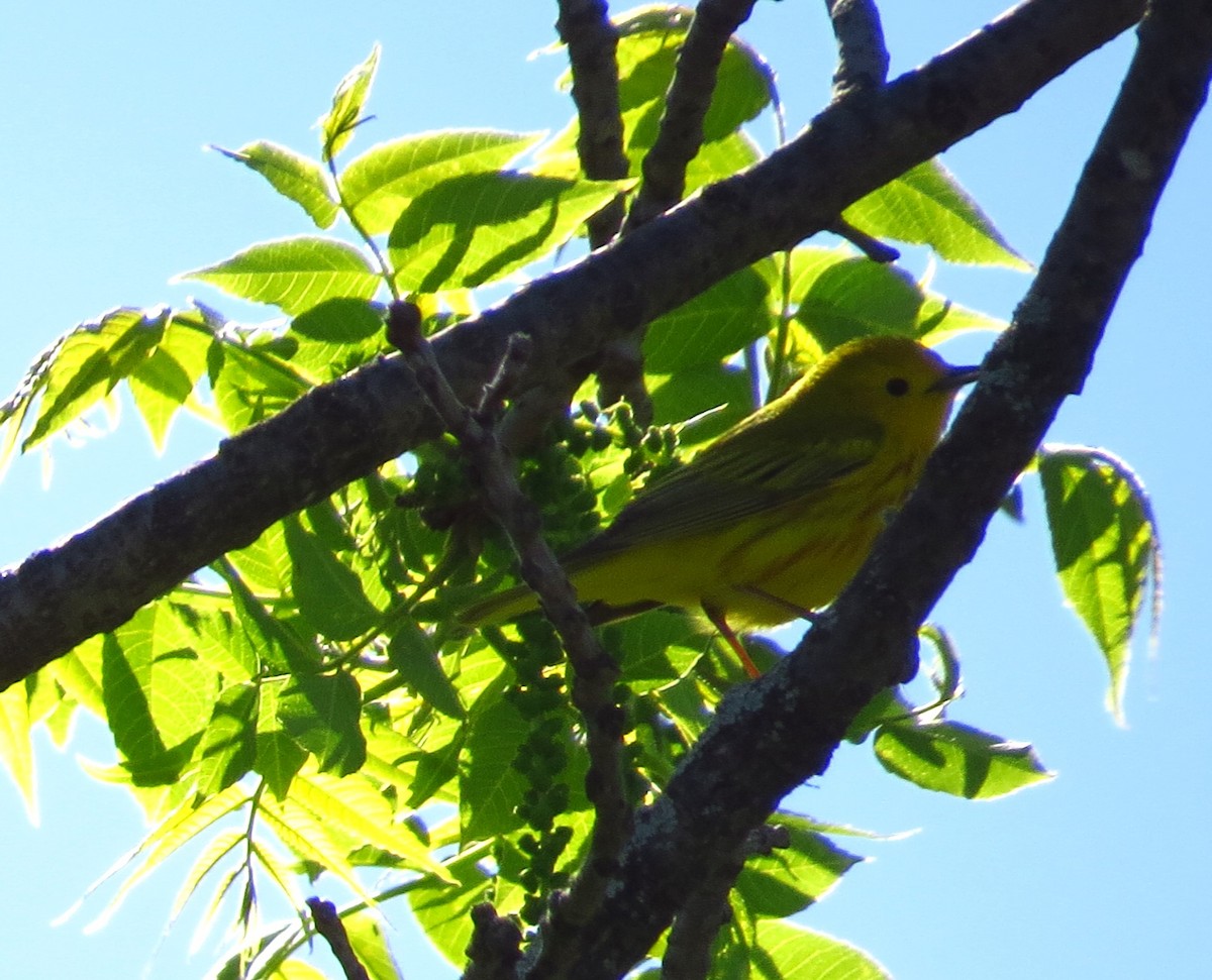 Yellow Warbler - Mayumi Barrack