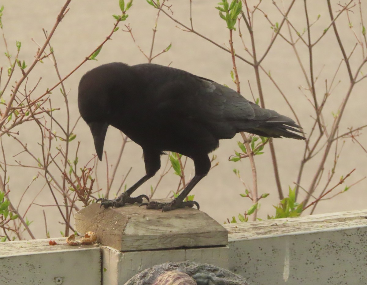 American Crow - Violet Kosack