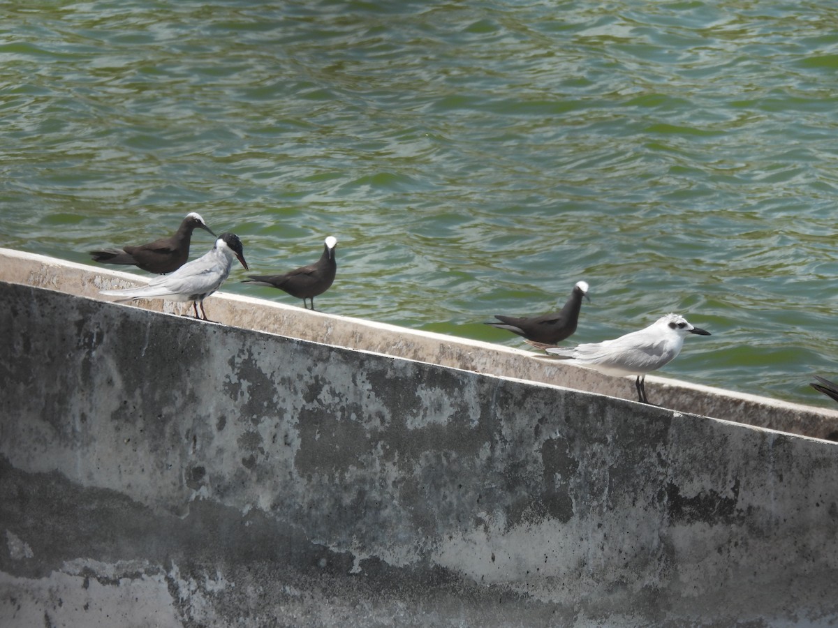 Gull-billed Tern - ML618875079