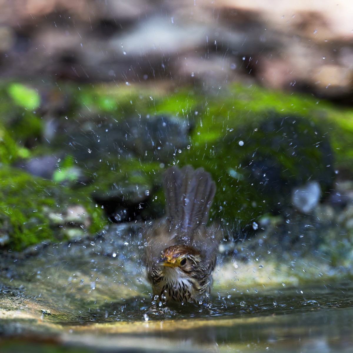 Puff-throated Babbler - Kenneth Cheong