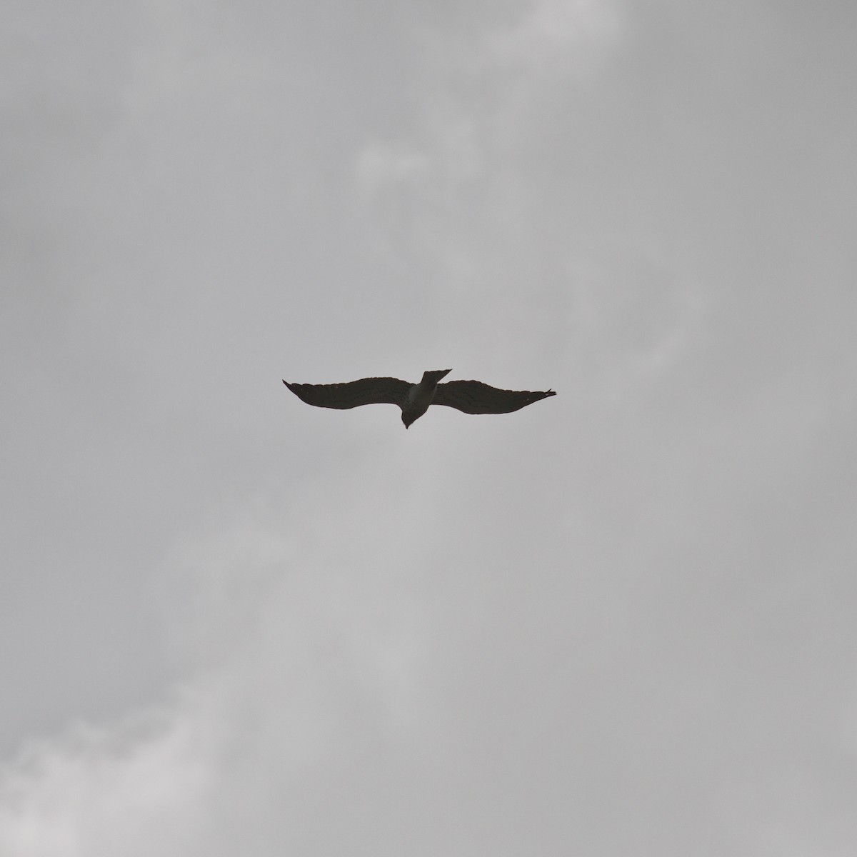 Short-toed Snake-Eagle - YUSUF CANBAZ