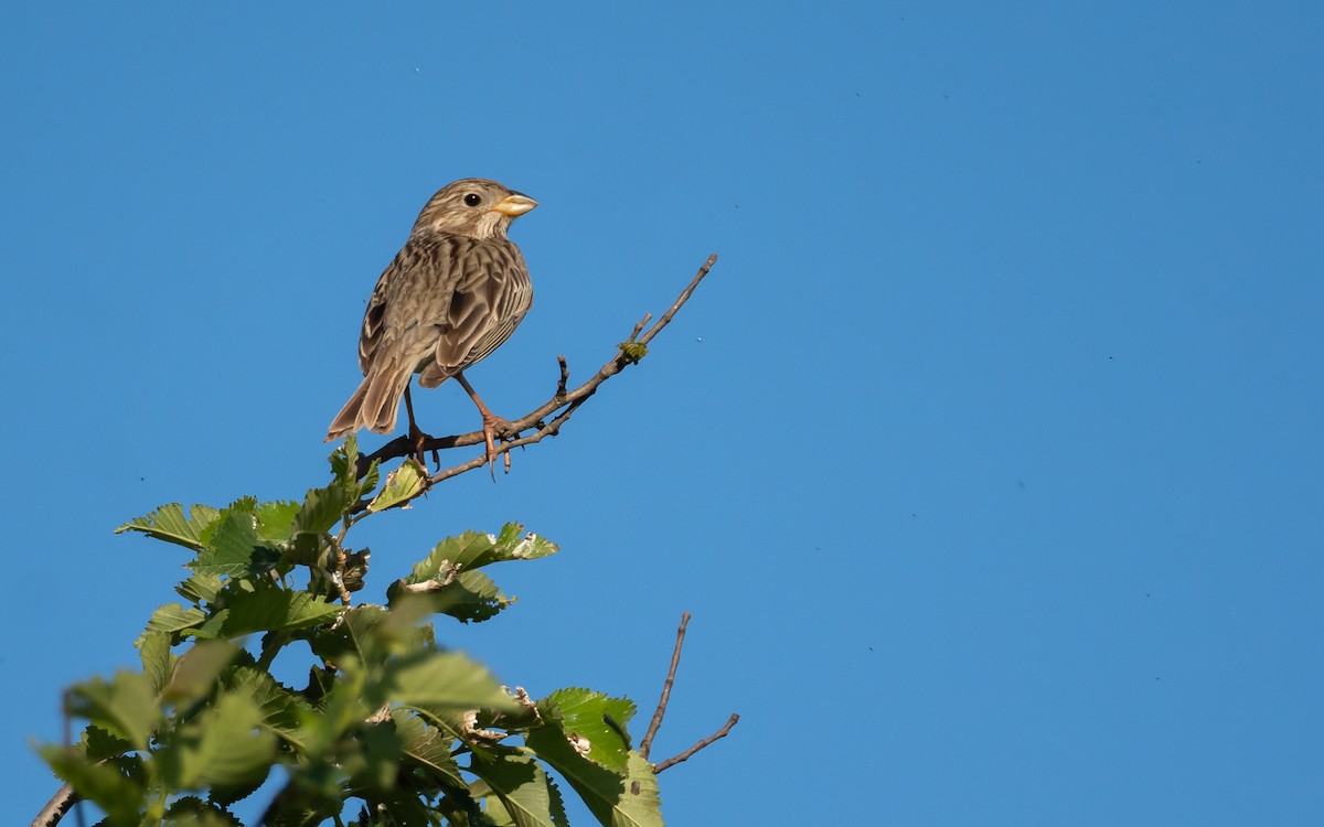 Corn Bunting - Riccardo Alba