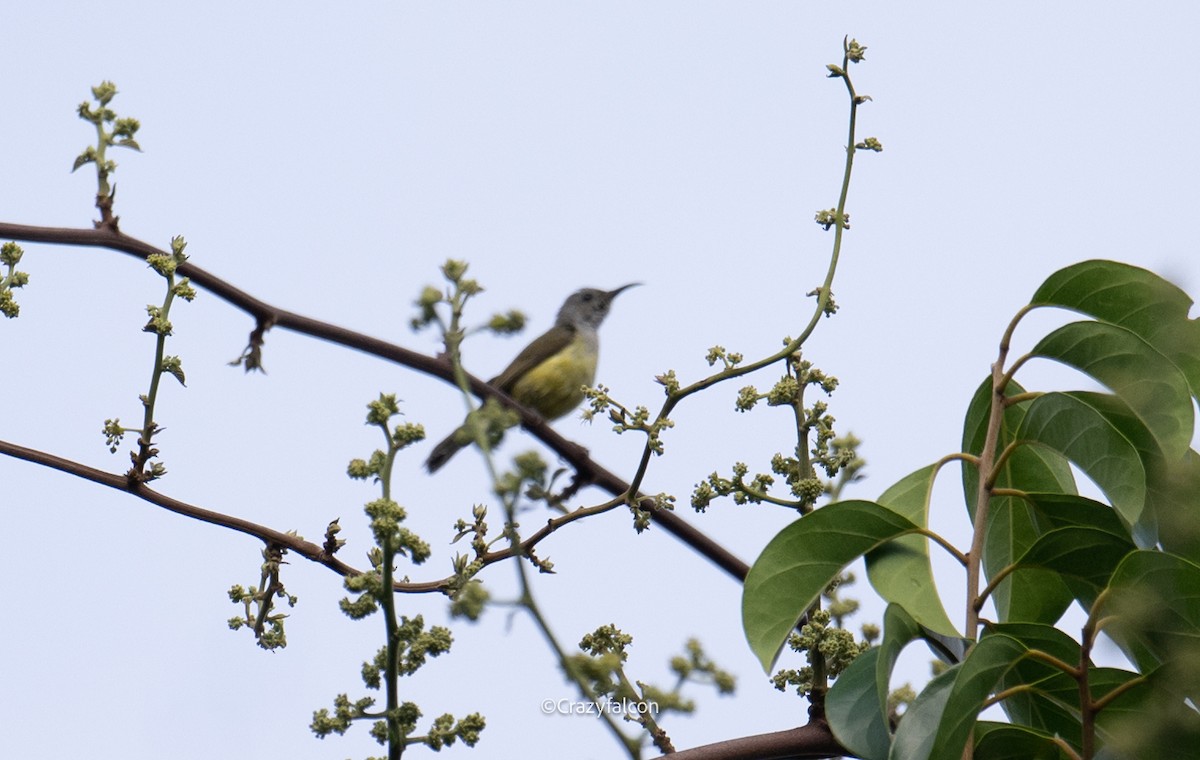 Mrs. Gould's Sunbird - ML618875101