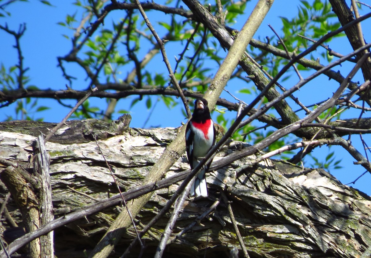 Rose-breasted Grosbeak - Mayumi Barrack