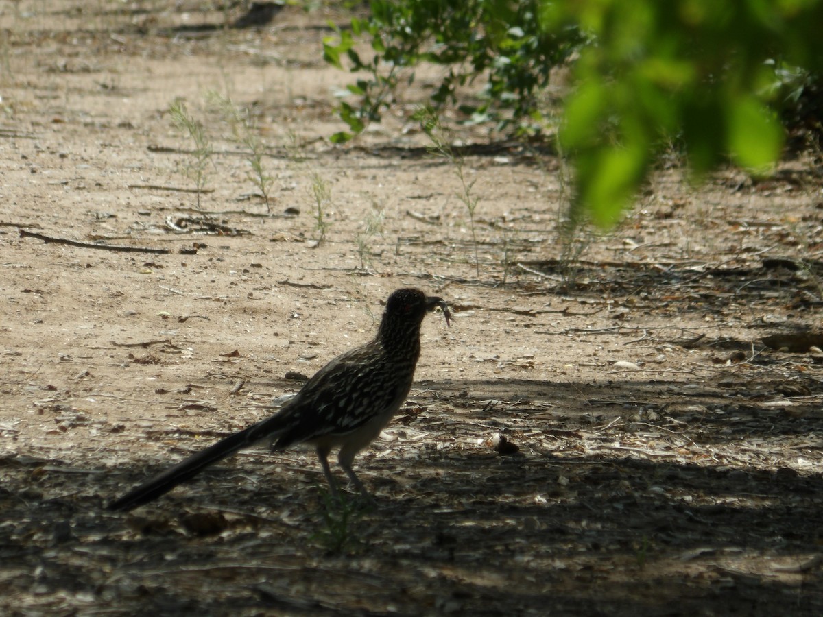 Greater Roadrunner - Josh Emms