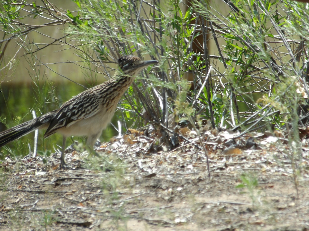 Greater Roadrunner - Josh Emms