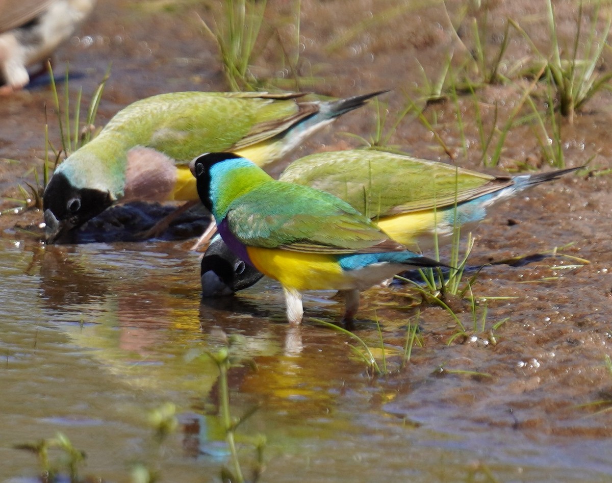 Gouldian Finch - ML618875138