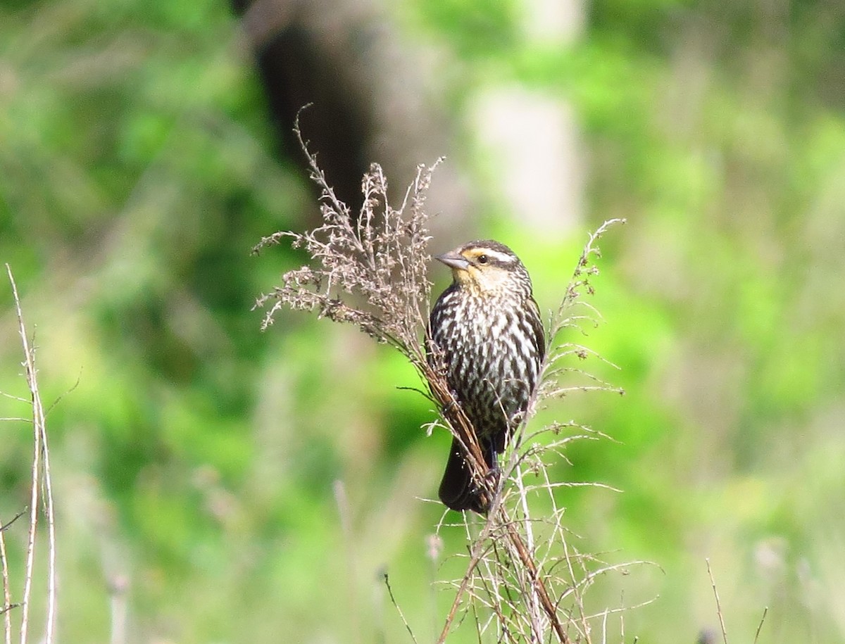 Red-winged Blackbird - Mayumi Barrack