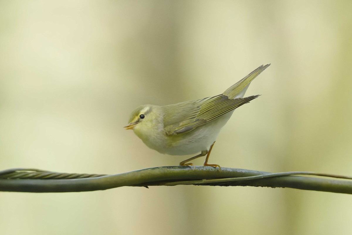 Wood Warbler - Matthew Mellor