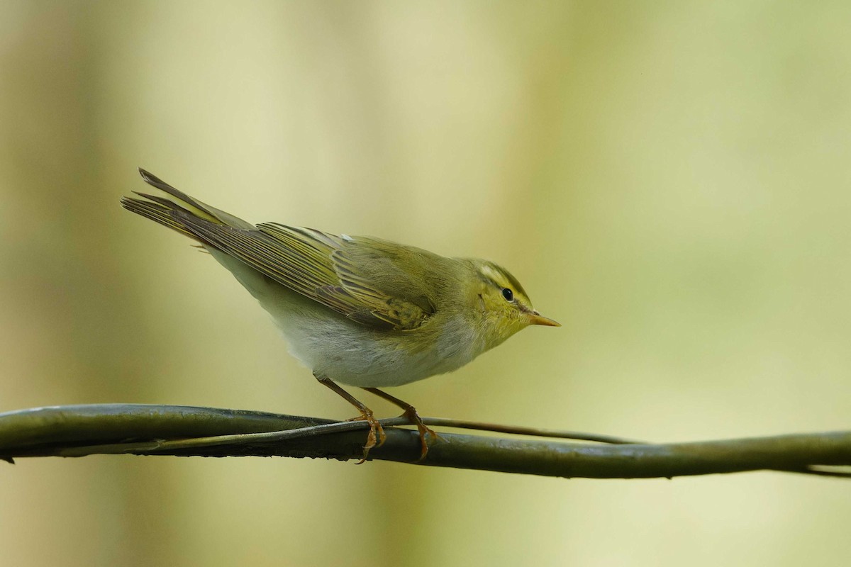 Wood Warbler - Matthew Mellor