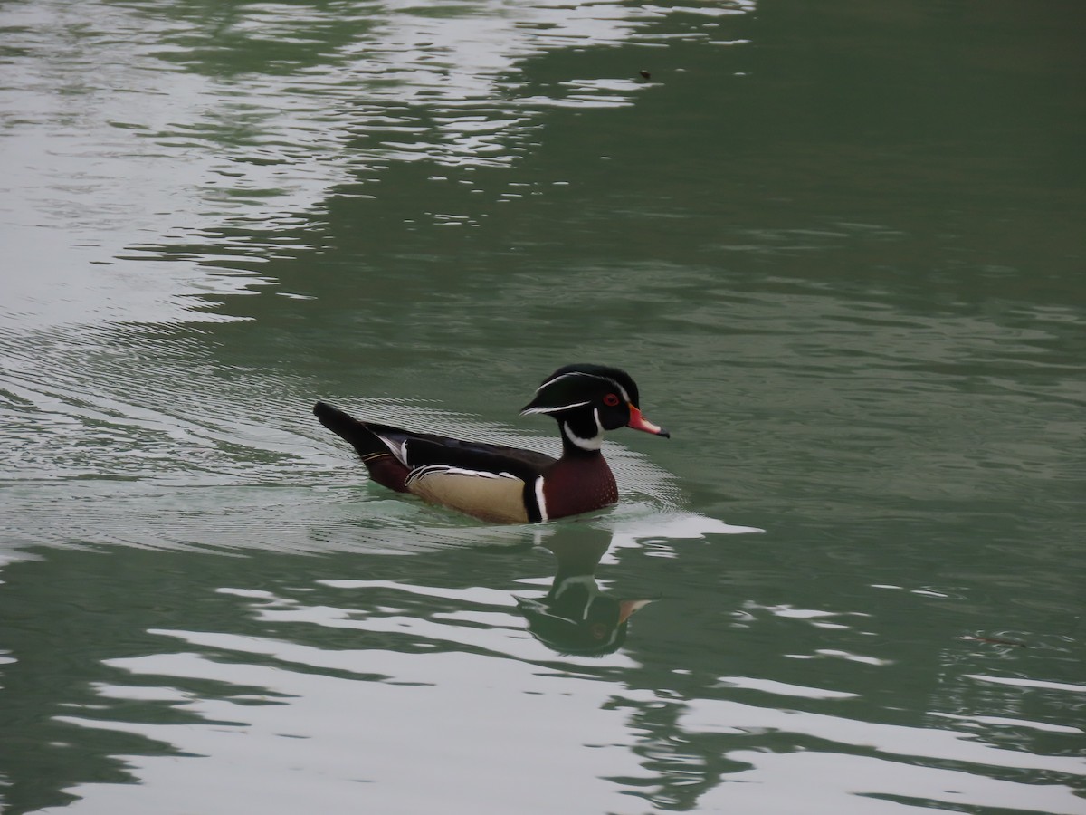 Wood Duck - John Zou