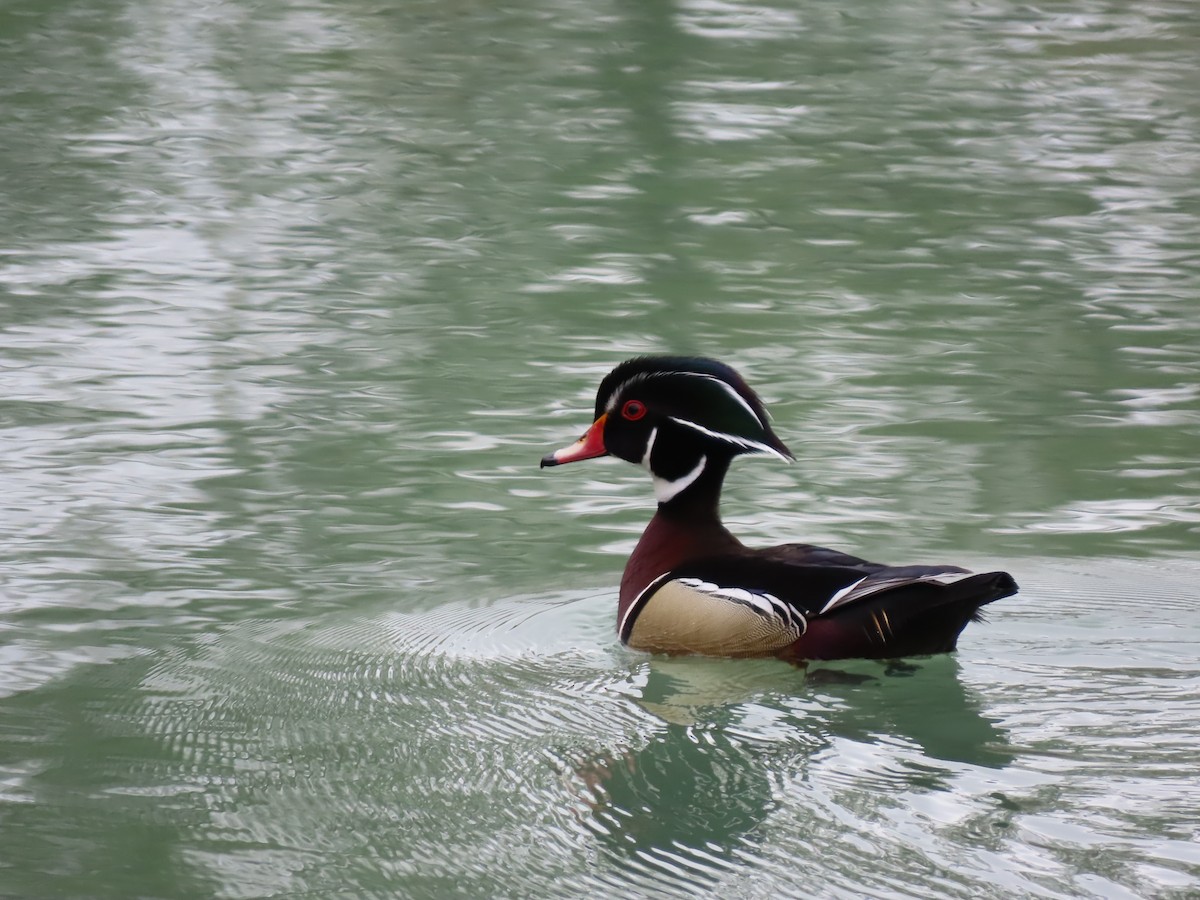 Wood Duck - John Zou