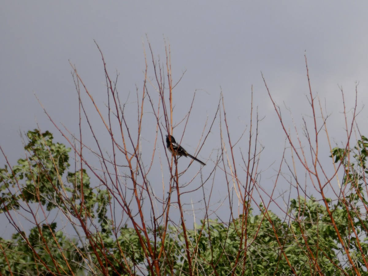 Spotted Towhee - Josh Emms