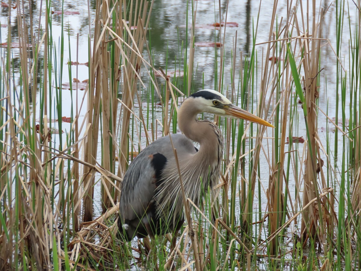 Great Blue Heron - John Zou