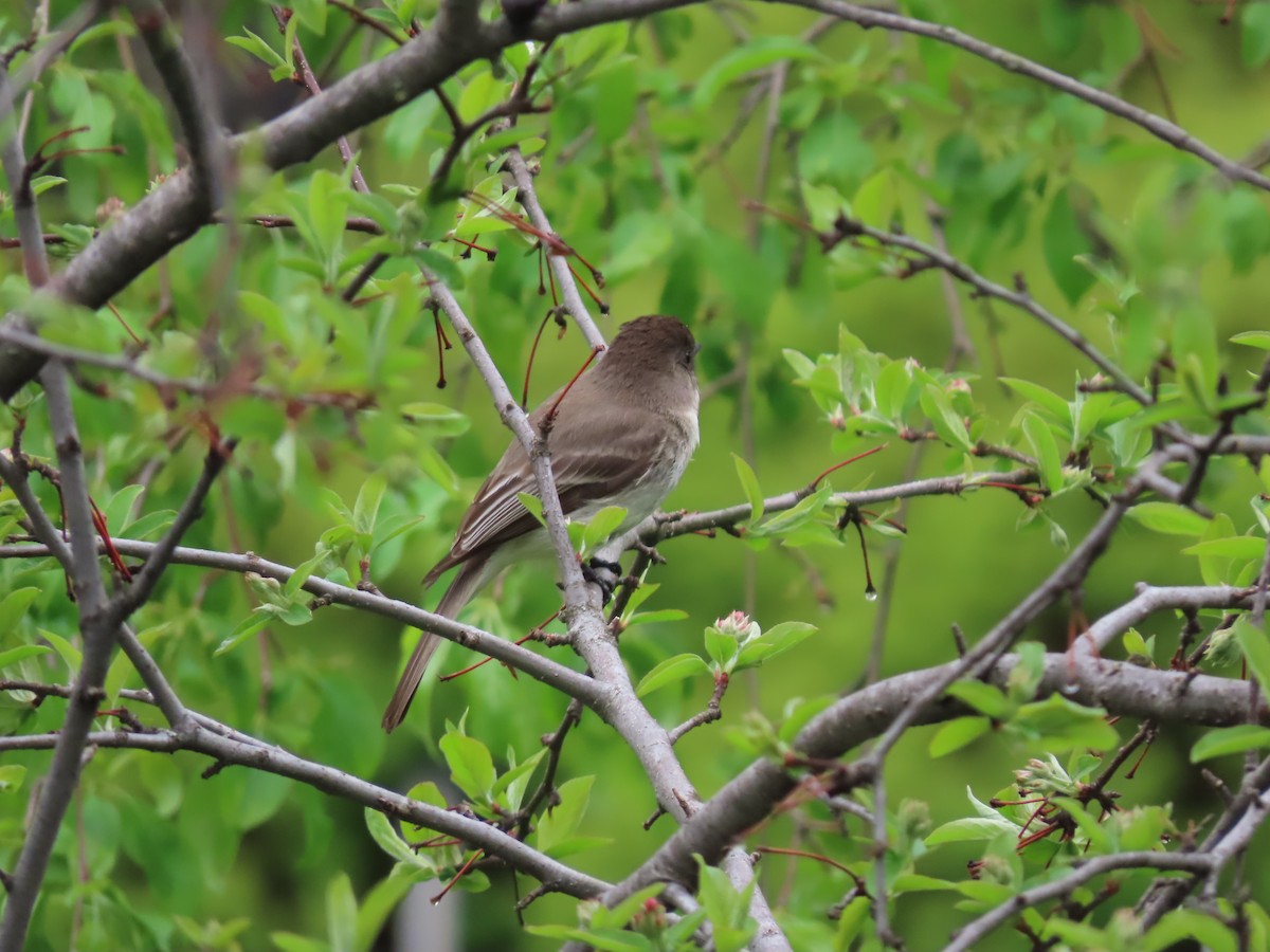 Eastern Phoebe - John Zou