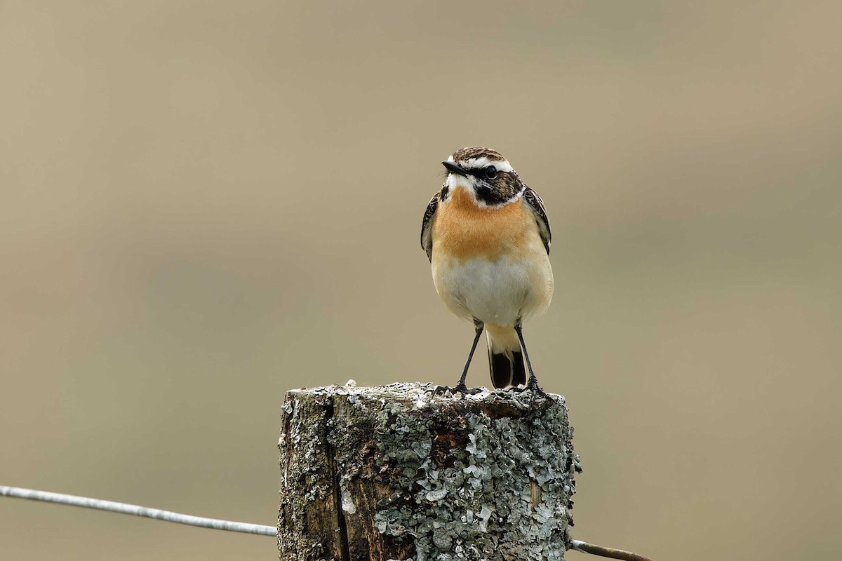 Whinchat - Matthew Mellor