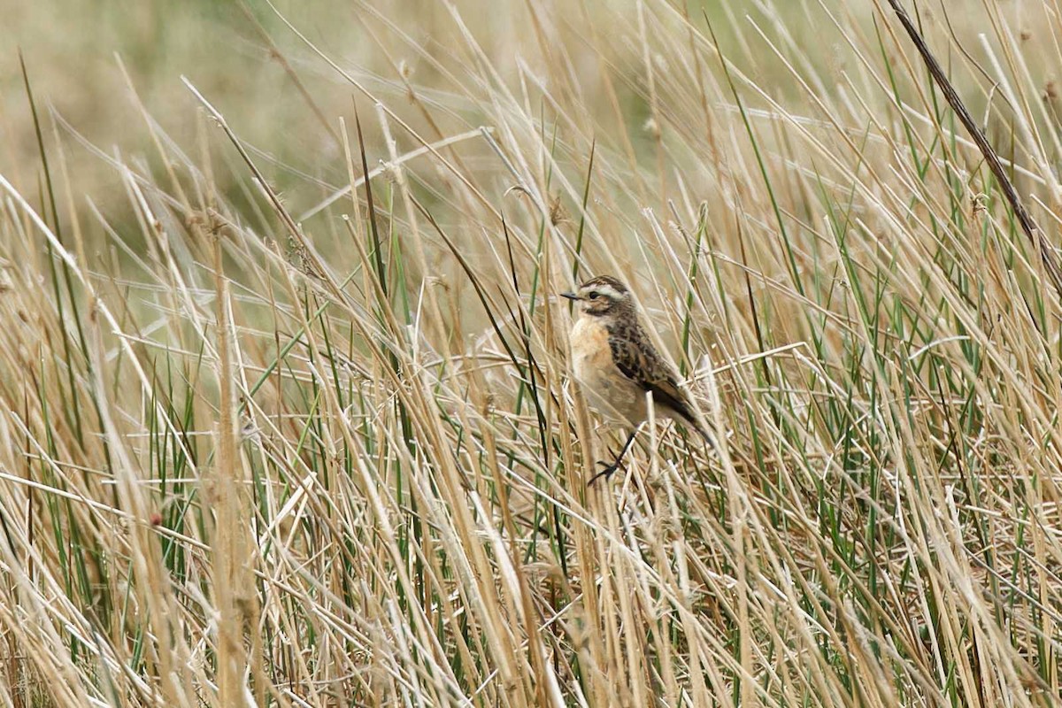 Whinchat - Matthew Mellor